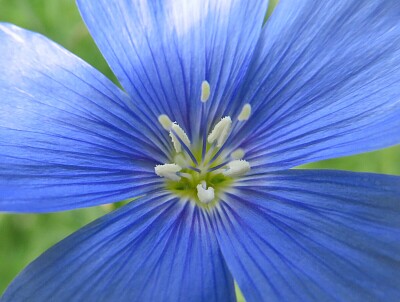 Blüte