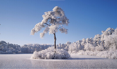 Arbol congelado