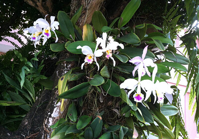 Orquideas