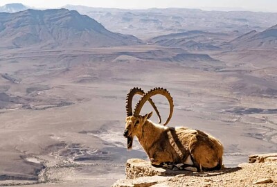 משחק בית חוגלה
