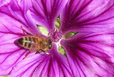 Blüte mit Biene