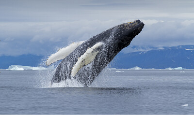 Acrobacia
