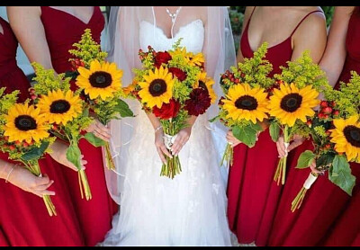 Novias