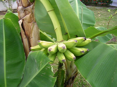 Frutas