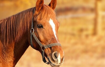 cavallo