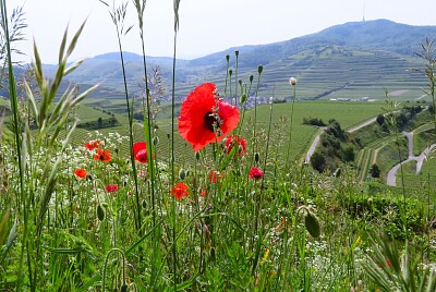 Berg Kaiserstuhl