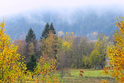 Schwarzwald im Herbst