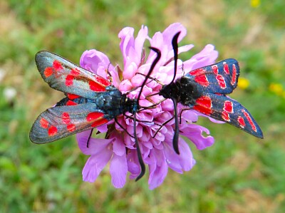 Widderchen Falter