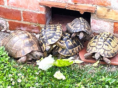 Schildkröten