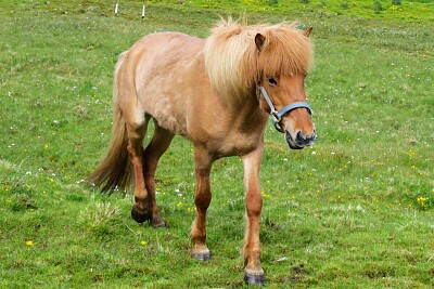 Island-Pferd