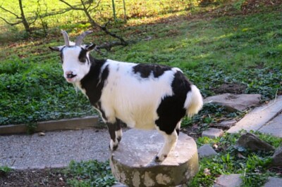 Ziege