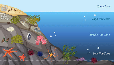 ECOSISTEMA MARINO
