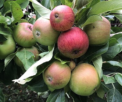 Ripening apples in July