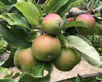 Green apples in July