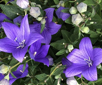 Balloon flowers/Chinese bellflowers