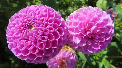 Dahlie