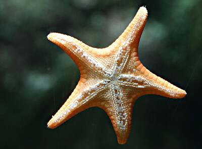 stella
