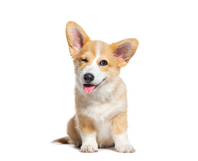 CÃES