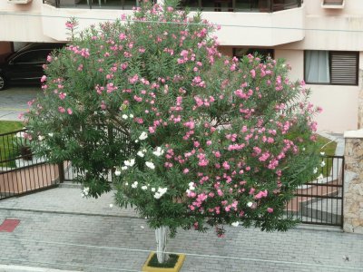 פאזל של Beautiful tree