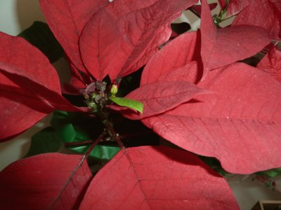 Christmas Flower