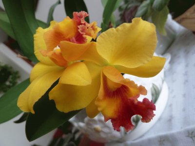פאזל של Mini orchid