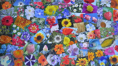 Blüten