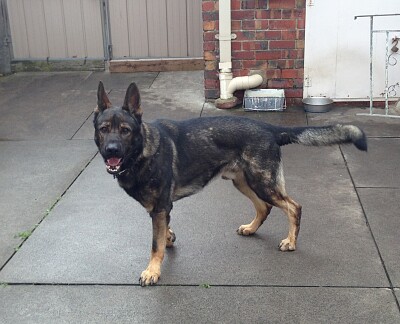 Blitz