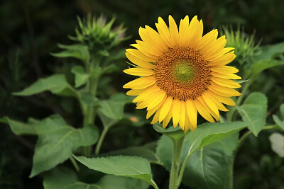 girasole