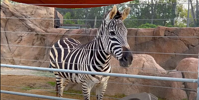 Zebra