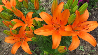 Lilien