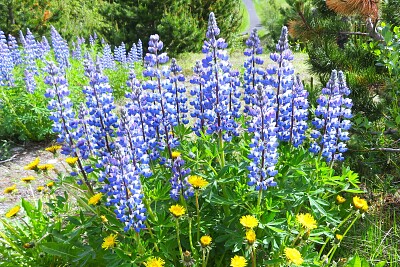 Lupinen
