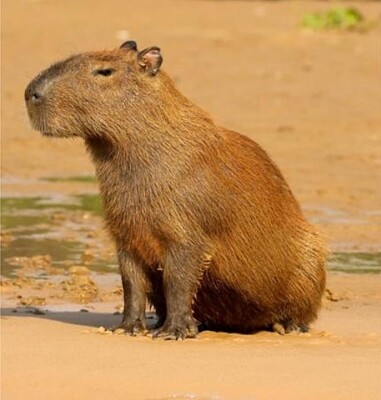 Capibara, chiguiro