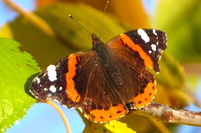 Admiral
