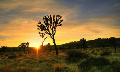 פאזל של Joshua Tree National Park-Mojave Desert