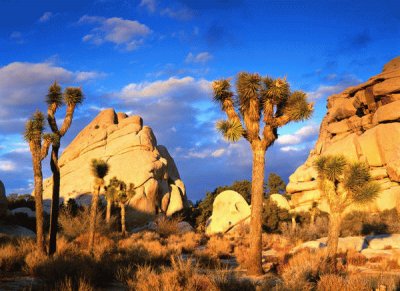 פאזל של Joshua Tree National Park-Mojave Desert