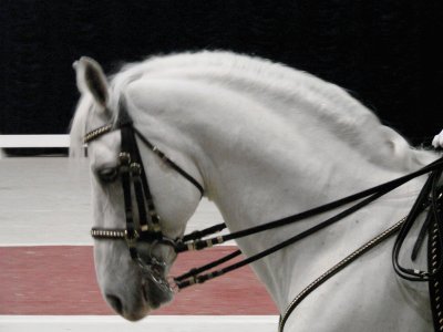 Lipizzaner Stallion