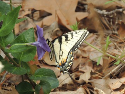 Butterfly jigsaw puzzle