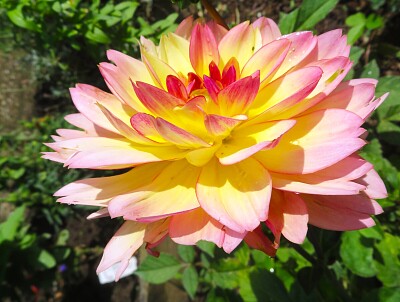 Dahlie