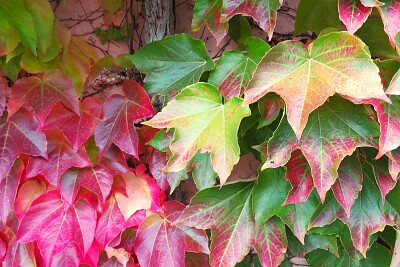 Herbstlaub