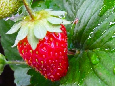 Erdbeere