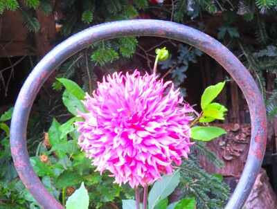 Dahlie