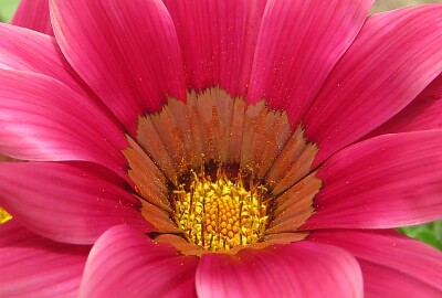 Blüte