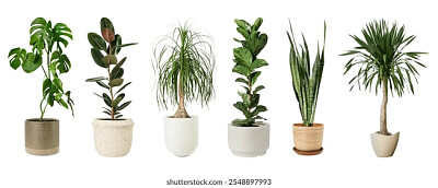 rompecabezas plantas