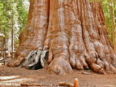 GIANT TREE-Sequoia National Park
