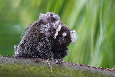 FAMILIA MACACO PREGO