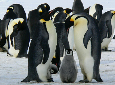 PINGUINS
