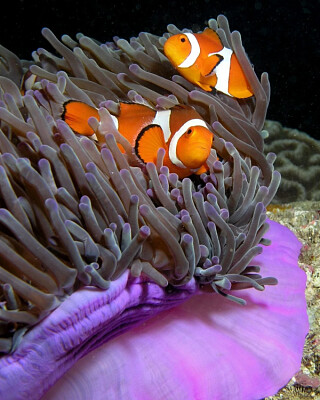 PEIXE PALHAÇO