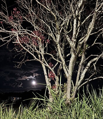 LUNA DE AGOSTO