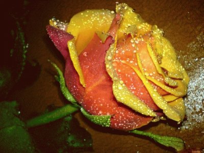 Rosa naranja dorada