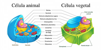 CELULA Y SUS TIPOS